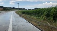 A6 Schüpfen BE - Auto landet nach Unfall im Maisfeld