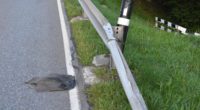 Autofahrer (23) verunfallt in Wattwil und vertuscht die Tat