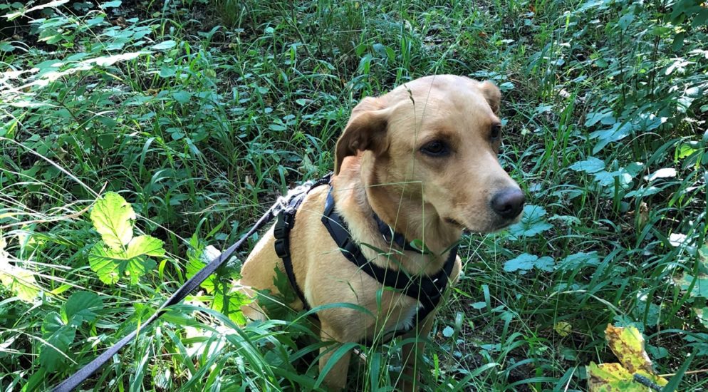 Churwalden GR - Polizeihund findet vermisste Parkinson-Patientin