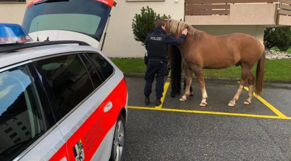 Polizei fängt in Davos herrenlose Pferde ein