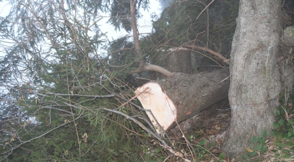 Gais: 36-Jähriger beim Holzen verunfallt