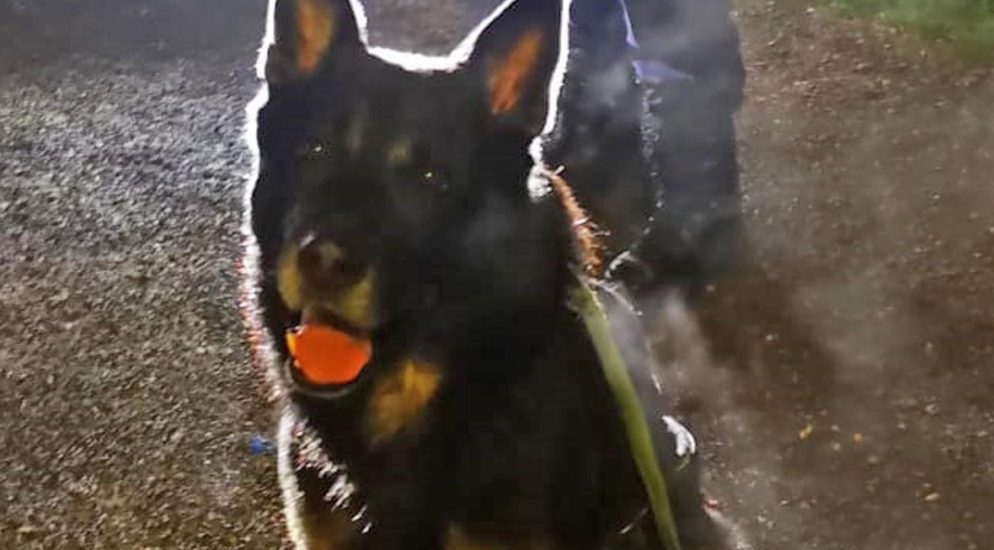 Pfäffikon: Sprayer dank Diensthund Indiro in flagranti gefasst