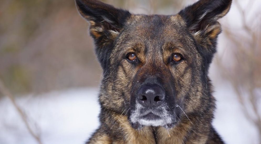 Chur GR - Polizeihund fasst Jugendlichen