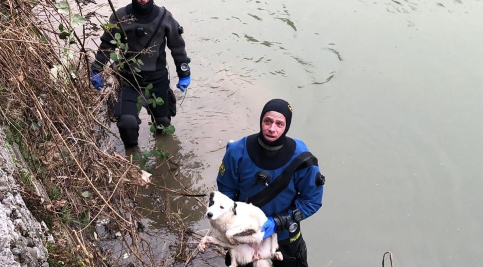 Seepolizei Freiburg rettet Hund aus der Saane