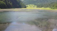 Nuttals Wasserpest breitet sich wieder im Obersee GL aus