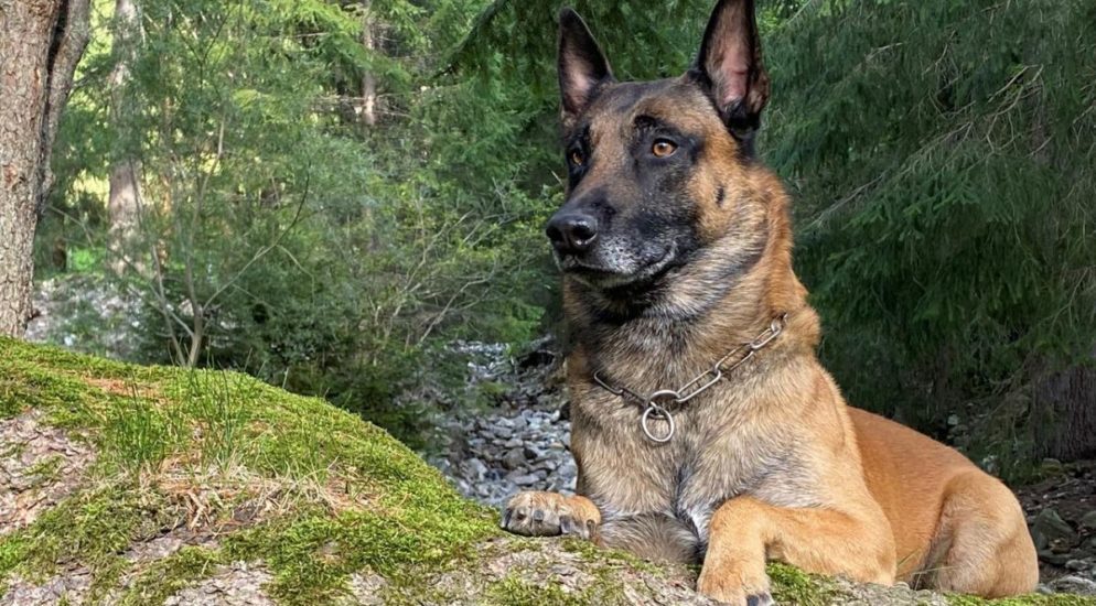 Hünenberg ZG: Sprayer dank Polizeihund gestoppt