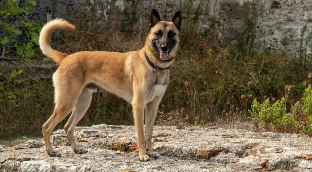 Polizeihund findet vermisste Person in Heiden AR