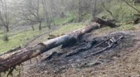 Gränichen AG: Asche verursacht Waldbrand
