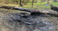 Gränichen AG: Asche verursacht Waldbrand