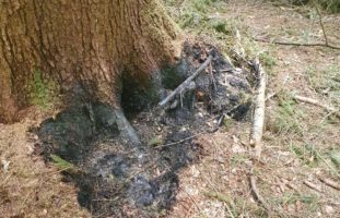 Winterthur ZH: Unbekannte hacken im Wolfensbergwald Bäume ab