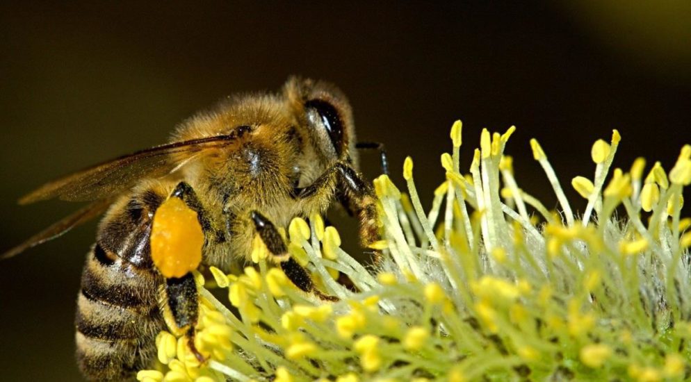 Bekämpfung der Bienenseuche in Riehen BS