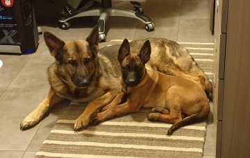 Thor und Arya in den Räumen der Hundebrigade