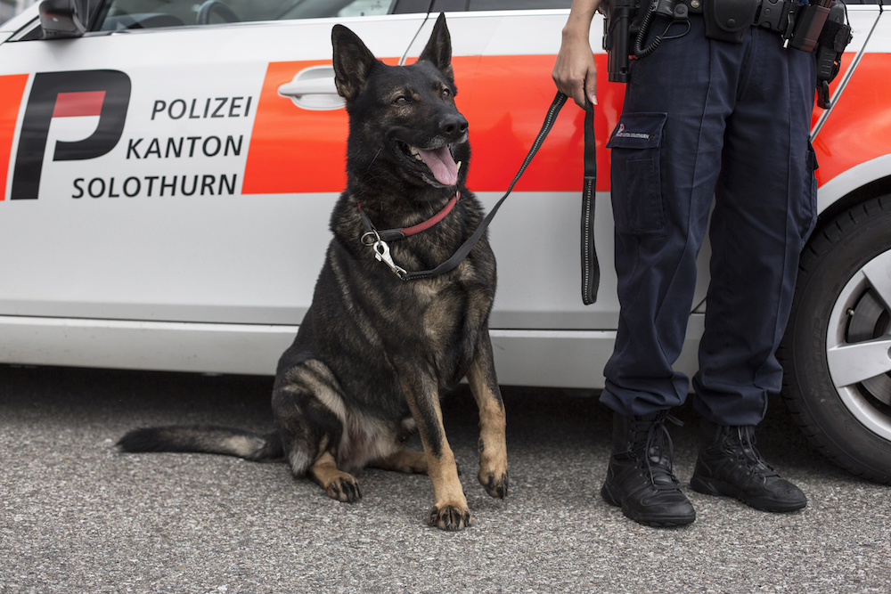 Hundeführer im Einsatz (Bildquelle: Kapo Solothurn)