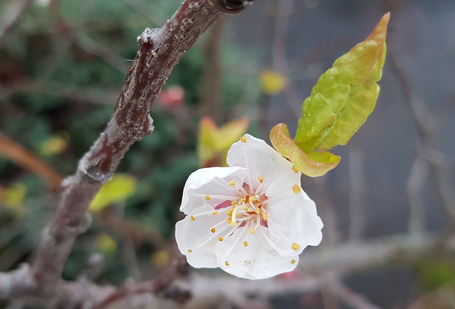 Viel zu frühe Aprikosenblüte an einem Spalier an der Hauswand. Aber nicht nur die Kälte, sondern auch die fehlende Bestäubung durch Insekten ergibt eine Nullnummer. (Foto: C. Hayoz)